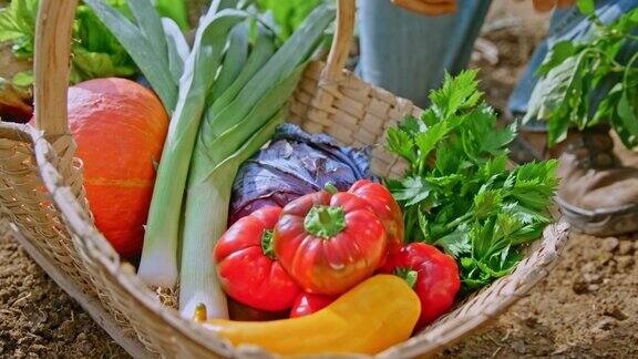 SLOMO人们将收获的农产品放入花园中的篮子中