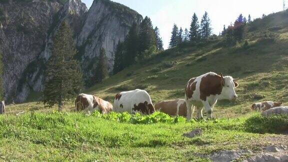 牛在草地上吃草农村景观