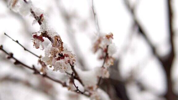反常的天气潮湿的雪在樱桃树开花电影的dof