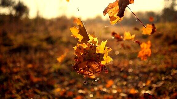 秋叶缓缓飘落阳光照耀着秋叶美丽的景观背景