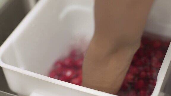 商业厨房-加工树莓