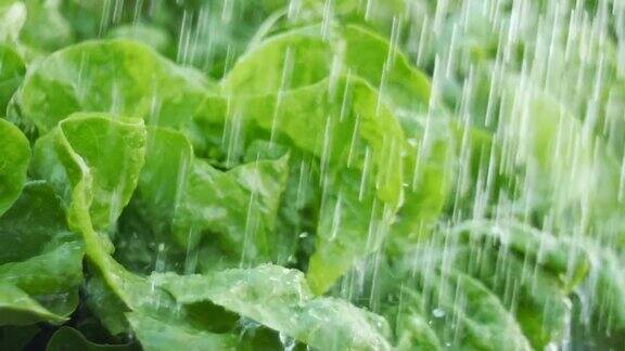 给绿色植物浇水