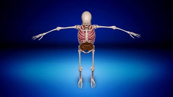 人类骨骼-可循环(alpha通道)-4K