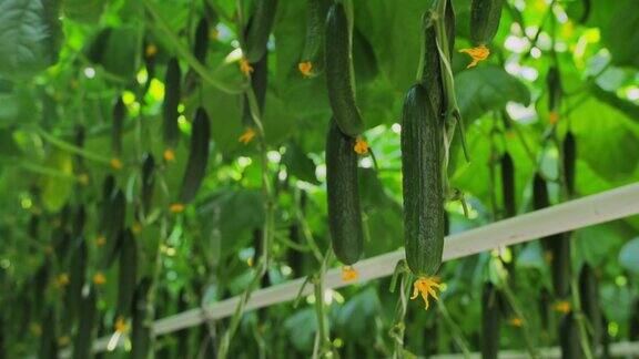 在一个工业温室里黄瓜挂在树枝上植物温室生长技术:绿色栽培现代农业:在自动温室中种植黄瓜
