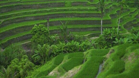 绿色稻田热带降雨雨在稻田里在山田里农业和农业概念越南的木仓寨