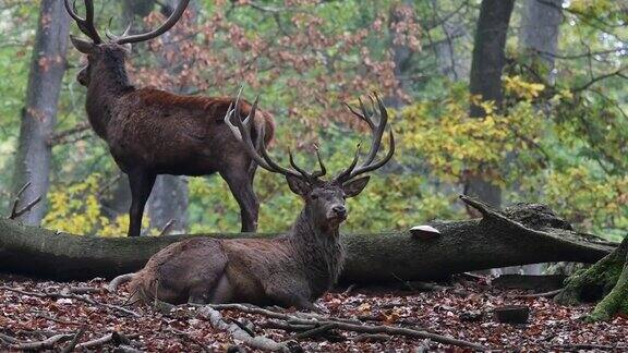 狩猎季节雄马鹿在秋季森林中休息