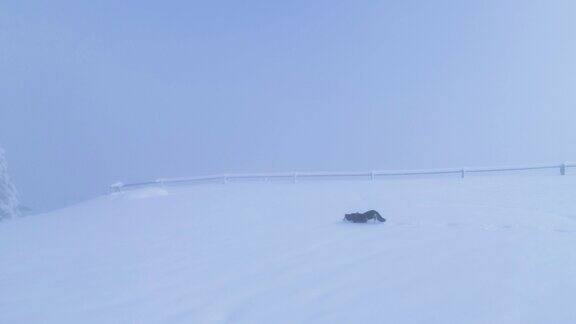 快乐的狗在深雪中跳跃