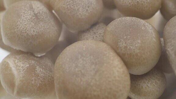 Shimeji蘑菇是白色和棕色的
