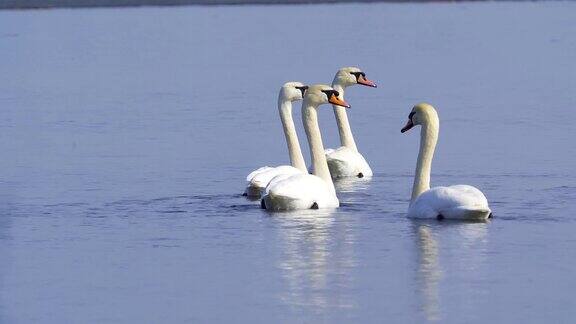 在一个阳光明媚的春日沉默的天鹅(天鹅色)缓缓地漂浮在湖面上