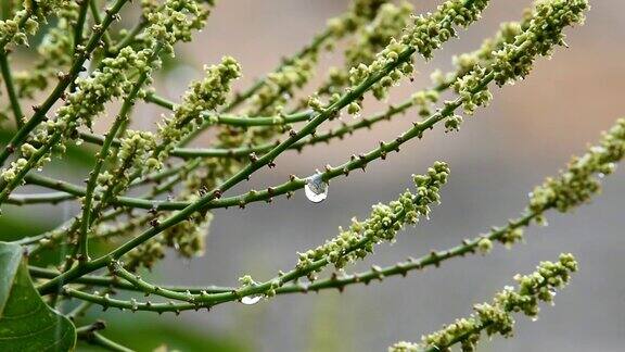 一滴一滴的雨水悬挂着