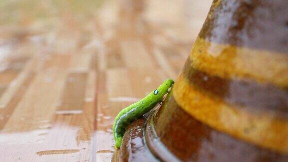 一只绿虫正爬上花盆
