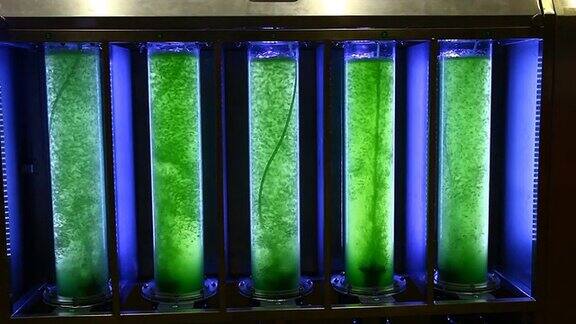 玻璃管绿藻