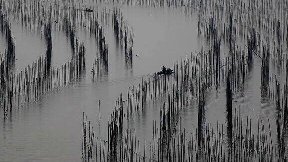 福建霞浦市海中养殖的紫菜