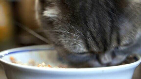 极度近距离的猫吃湿食物从一个碗