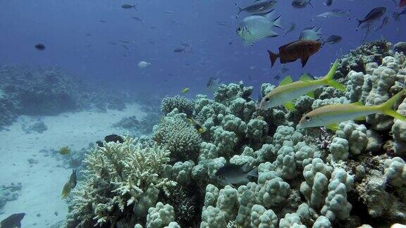 美丽的珊瑚礁和热带鱼海洋中的水下生物