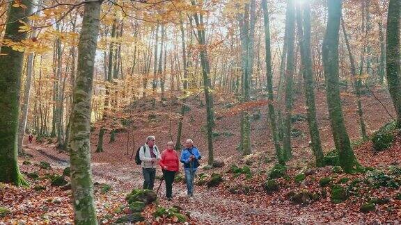 三个退休的老朋友秋天在森林里散步的慢动作视频