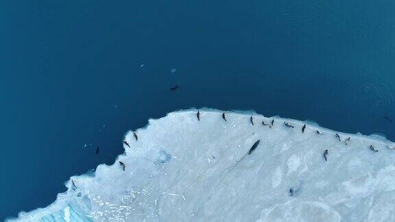 飞过冰岛冰川冰原上的海豹