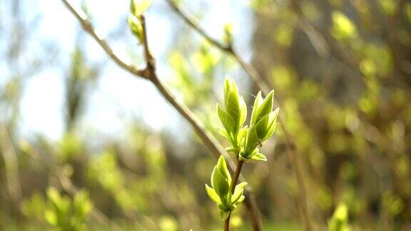 绿色的丁香叶芽在阳光明媚的春天闭合