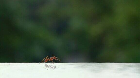 蚂蚁之吻