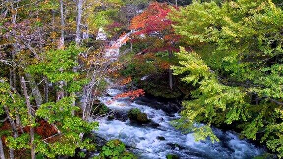 阿肯国家公园的彩色树叶