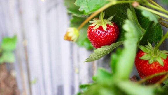 草莓采摘和挑选新鲜的草莓出售