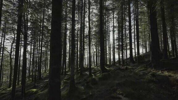 挪威户外:深入森林深处