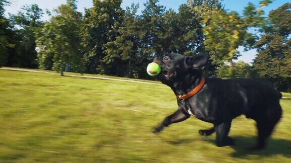 快乐的法国斗牛犬在公园里奔跑