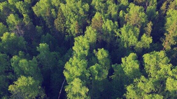 美丽的绿色森林与高大的针叶树在日落鸟瞰图