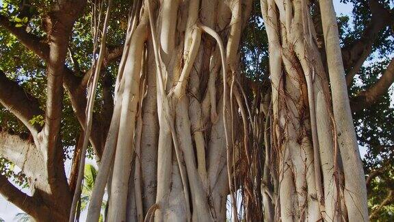 夏威夷一个阳光明媚的下午威基基海滩上的老榕树