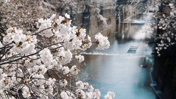 目黑河中的樱花