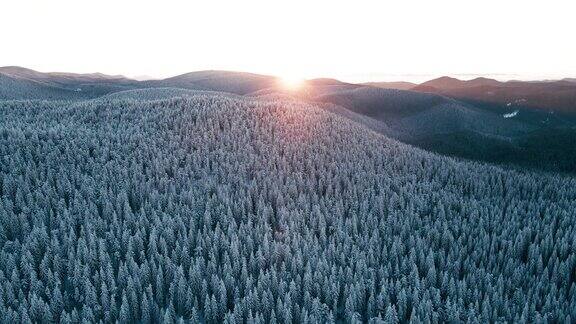在日出时俯瞰白雪皑皑的松林的冬季鸟瞰图