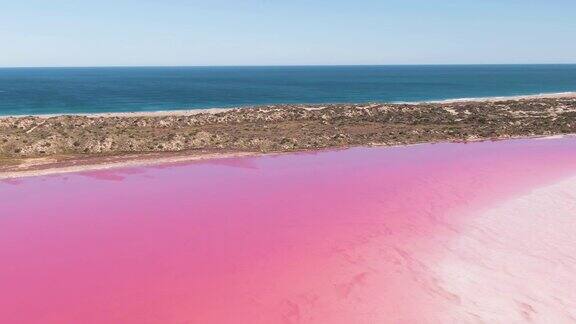 航拍:亮粉色咸水湖的镜头赫特湖粉红湖澳大利亚西部