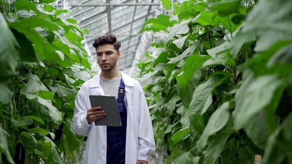 集中的农业科学家用平板电脑在种植的茄子之间行走仔细检查叶子和蔬菜的中等镜头