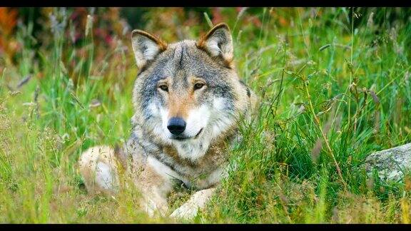 一只成年雄性灰狼在森林里休息的特写镜头