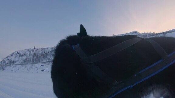 雪橇狗在休息