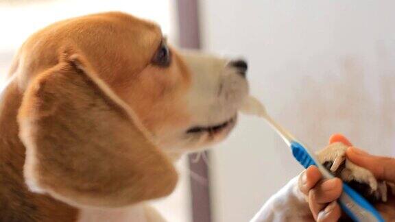 狗狗的牙齿清洁