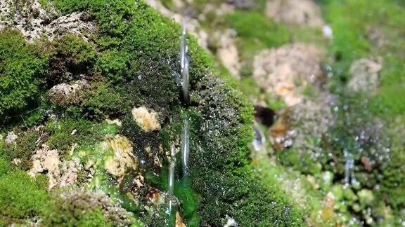 绿苔上的水滴