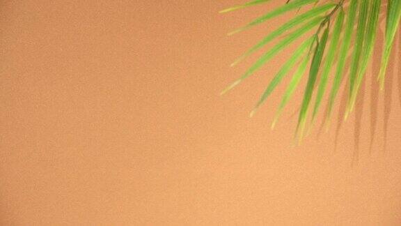 棕榈叶和它们在橙色背景上的影子夏天