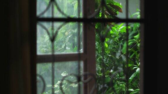 雨落在窗外的树上