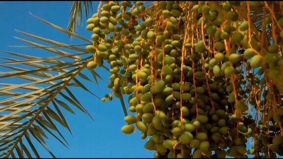 椰枣和绿色的果实在一个晴朗的天空的背景
