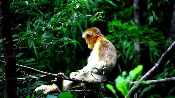 小金丝猴吃树枝特写