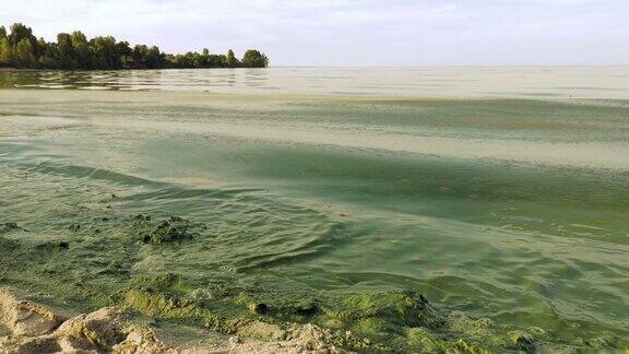 水藻爆发污染了湖水湖水呈现绿色