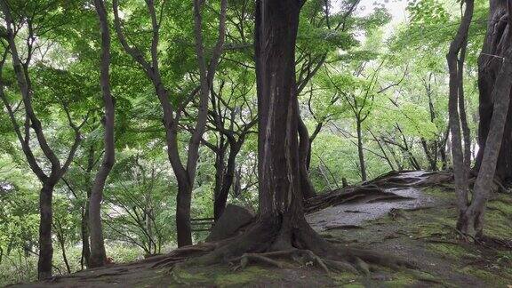 雨季日本东京的安石公园
