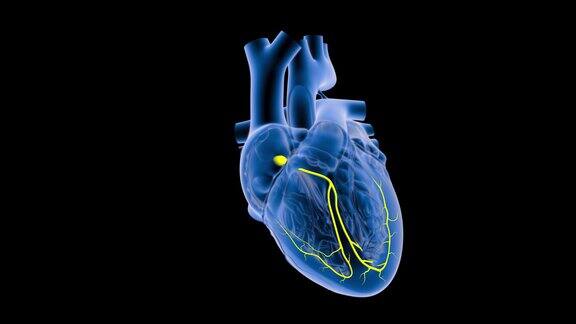 心脏房室结信号
