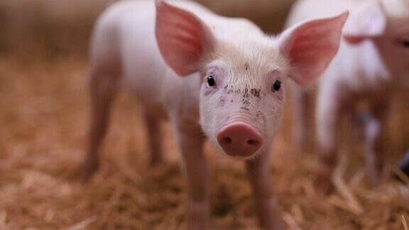 小猪崽在马厩里牲畜的粮食生产