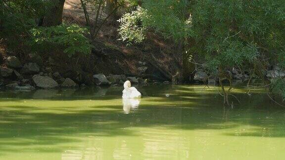 一个美丽的池塘岸边长着树一只天鹅在水里游