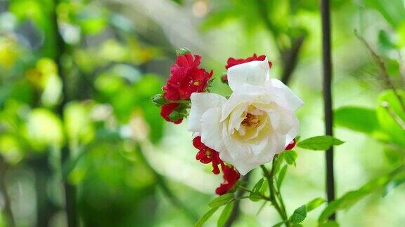 小小的白玫瑰和红玫瑰在树上
