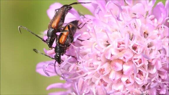 欧洲昆虫长角甲虫在一个阳光明媚的夏日在草地上交配