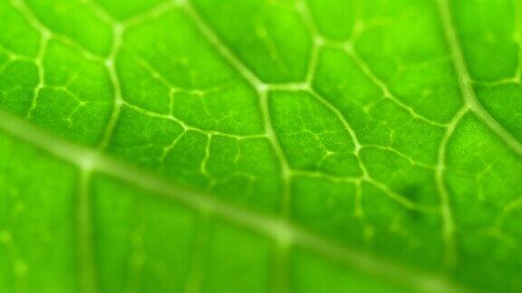 叶表面的细胞结构图显示植物细胞的教育树叶在微距拍摄背景带有纹理和图案的植物或树木的亮绿色叶子