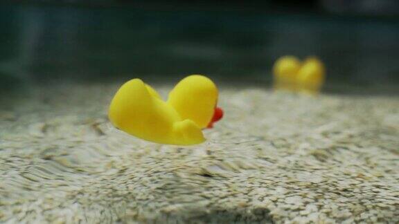 美丽的黄色塑料鸭子漂浮在游泳池的蓝色水-视频慢动作